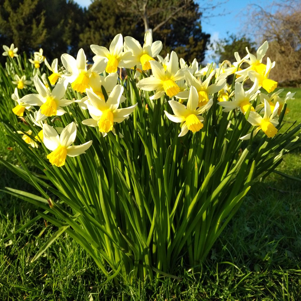 ClavisClaustra's tweet image. These daffodils are not self-isolating. :-)

#spring #joyofspring #daffodils #yellow #parklife #saltaire #joy #happiness #optimism #SelfIsolation