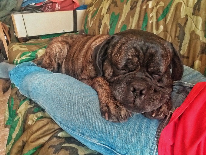 En serio, no se si aguantar&eacute; mucho m&aacute;s... #puppy #canecorso #dreams #YoMeQuedoEnCasa #jake https://t<a href="/tag/puppy"class="tags">#puppy</a><a href="/tag/dreams"class="tags"><span>#dreams</span></a><a href="/tag/canecorso"class="tags"><span>#canecorso</span></a><a href="/tag/jake"class="tags"><span>#jake</span></a><a href="/tag/yomequedoencasa"class="tags"><span>#yomequedoencasa</span></a>