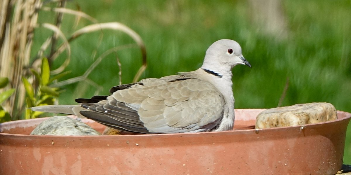 IronBalls82's tweet photo. Badetag. 🛁 🕊 @mamamofu #birdtonic #TwitterNatureCommunity #collared_dove #birdwatching #Türkentaube

#Kollbachtal https://t.co/SSFIbWTLGB