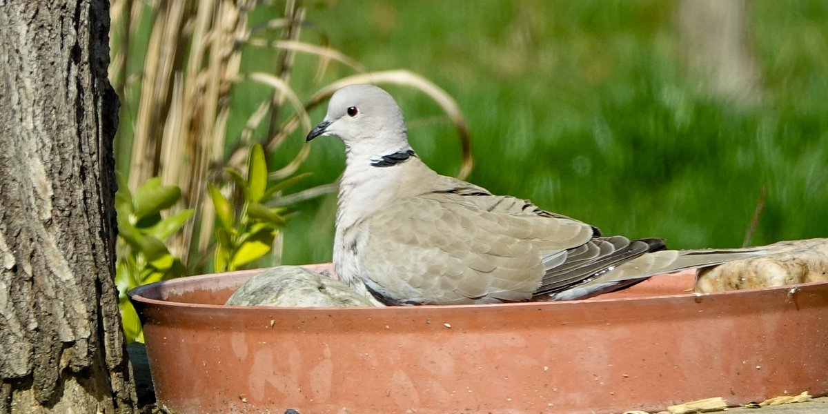 IronBalls82's tweet photo. Badetag. 🛁 🕊 @mamamofu #birdtonic #TwitterNatureCommunity #collared_dove #birdwatching #Türkentaube

#Kollbachtal https://t.co/SSFIbWTLGB