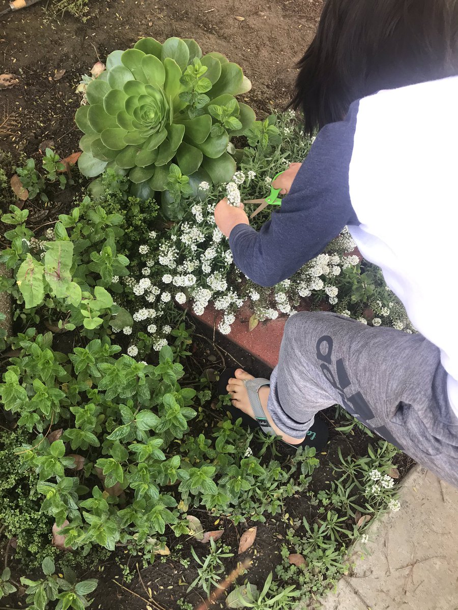 GCampanaLHmom's tweet photo. ☀️⛅️🌹🌻Perfect time to harvest from my garden. spearmint 🌿🍄 and flowers are going to be amazing 😉 for our tea ☕️ party @ 4 with our families @LHCSDReadiness @CeliaGonzalezA1 @aglaughs @LClaudia13 @Alonso_Juanis @skurth5 @DebbyeViveros1 #pinkiesup #superfancy https://t.co/vCg37YaZ4T
