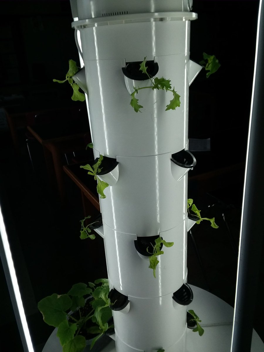 MrsGatesScience's tweet image. The plants have been rescued, and the Tower Garden can take care of itself. We WILL have second generation Phoenix hot peppers and lettuce!