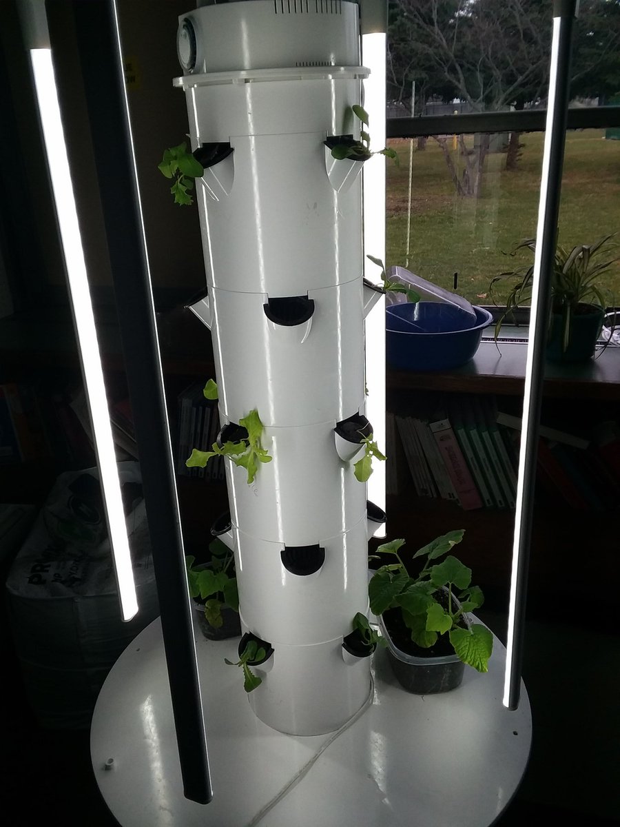 MrsGatesScience's tweet image. The plants have been rescued, and the Tower Garden can take care of itself. We WILL have second generation Phoenix hot peppers and lettuce!