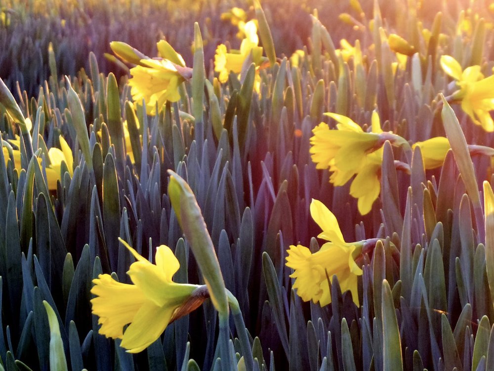 Today is officially the first day of Spring! 😊💛