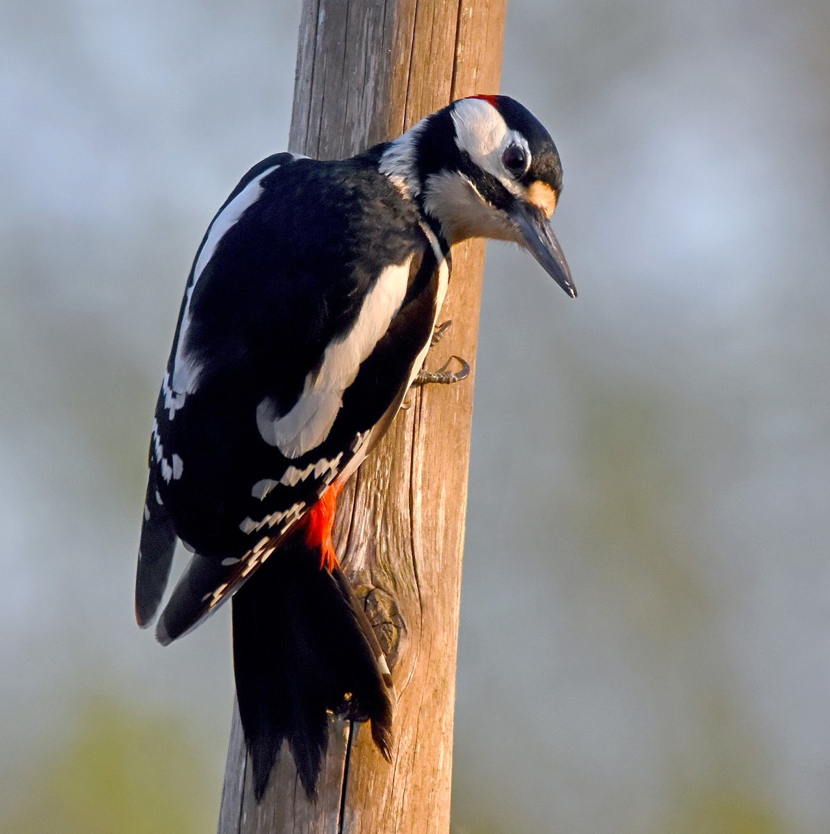 Great Spotted Woodpecker A beautiful visitor to gardens with trees in, or close by. Often seen clinging to trunks and branches, they like peanut feeders and love seed & fat mixes.Quite nervous & flighty, they're black & white with flashes of red. #SelfIsolationBirdWatch 