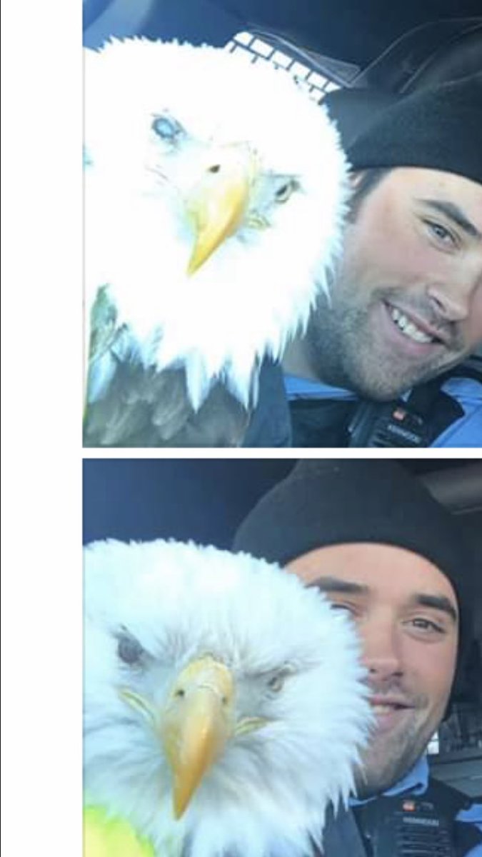 carapenne's tweet photo. Someone in Dryden saved an eagle and took selfies with it https://t.co/1WHwx3xYRP