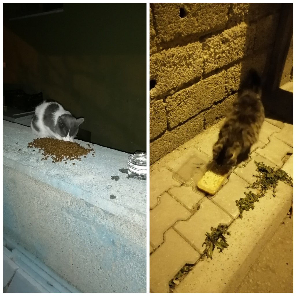 Bu günlerde hepimiz evimize çekildik ve sokaklar bomboş kaldı. Sokak hayvanları da dışarıda bir başlarına kaldılar. Lütfen sokak hayvanlarını unutmayalım. O canlılar bize muhtaç, bunun farkında olalım ve bir kap yemek de onlara ayıralım.

#EvdeKal ama #SokakHayvanlarınıUnutma