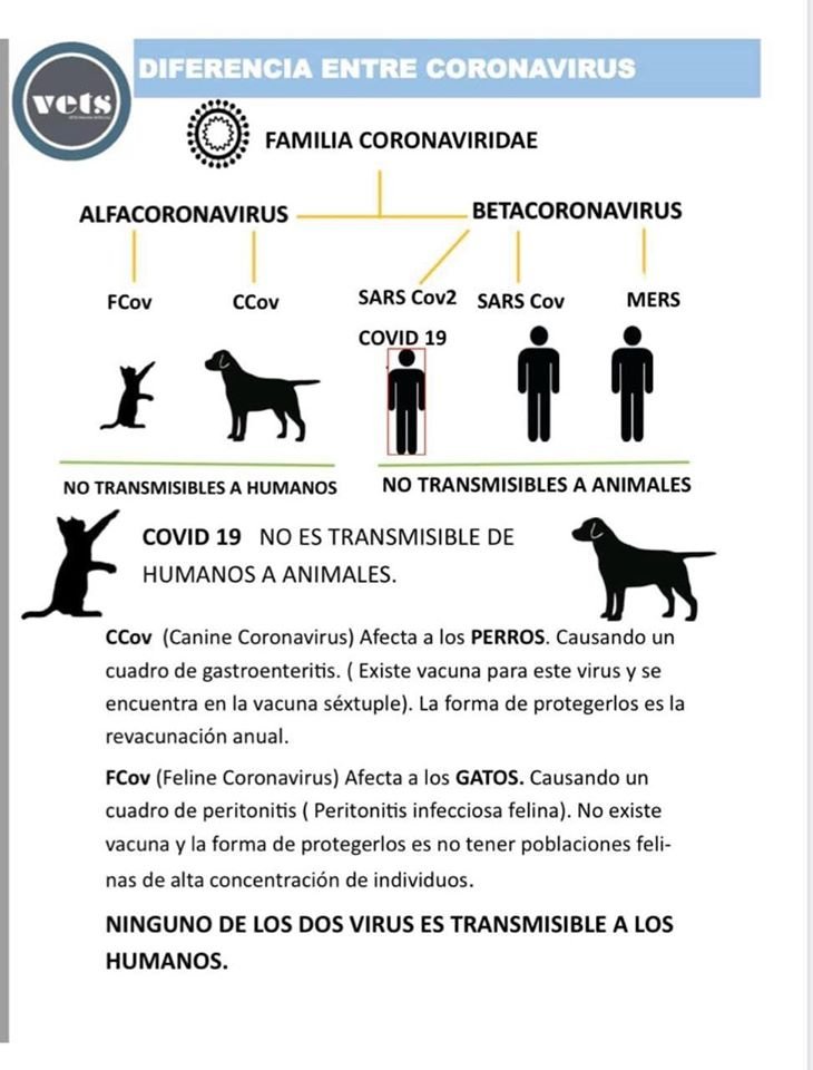 Mascotas Sismo tweet media