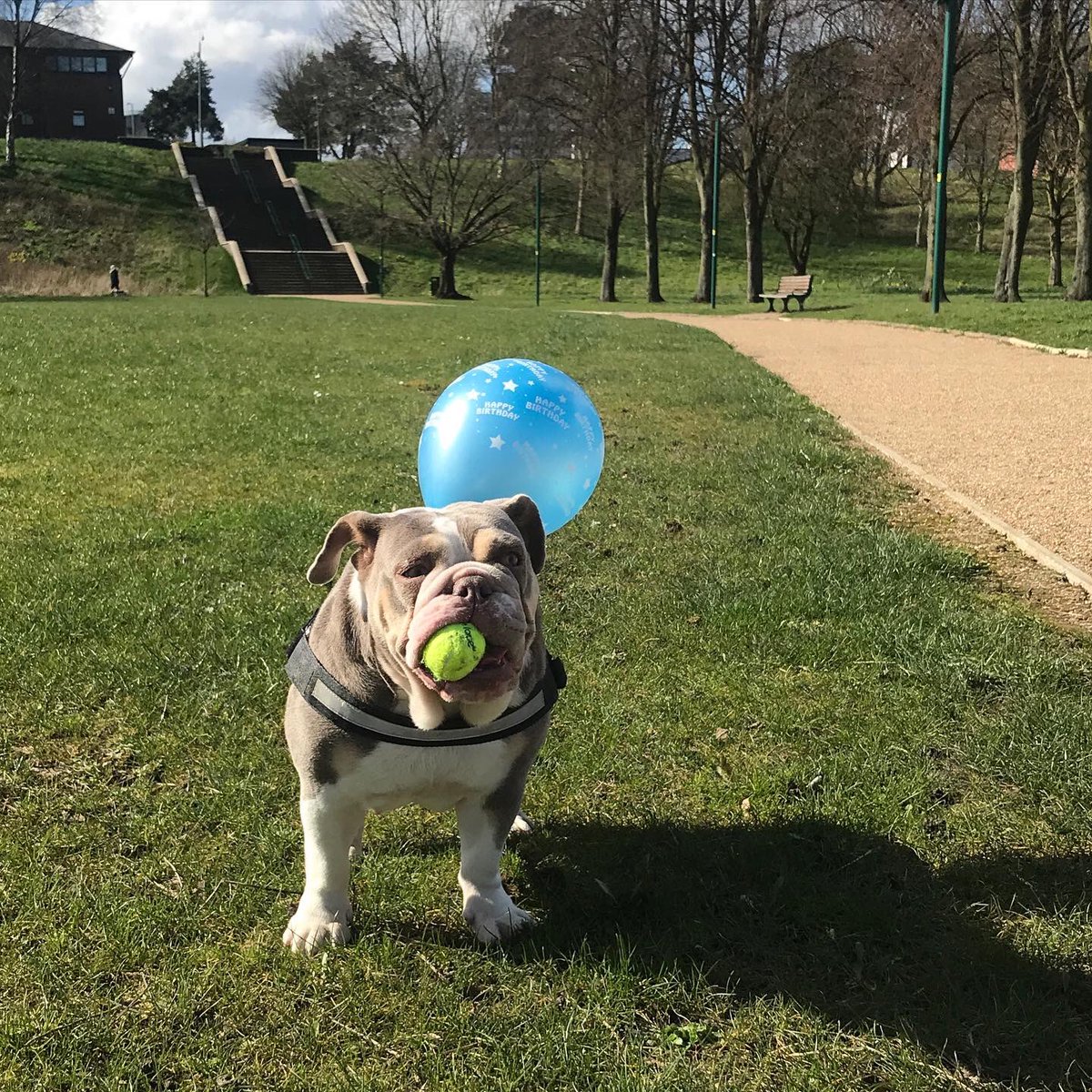 doggydropoff's tweet photo. ✨💕HAPPY 1st BIRTHDAY MAGS 🥳✨💕 Hope you’ve had the best day with your pals 🥰 we love ya xx #mcrdogs #dogsoftwitter https://t.co/f1bGMRPYk7