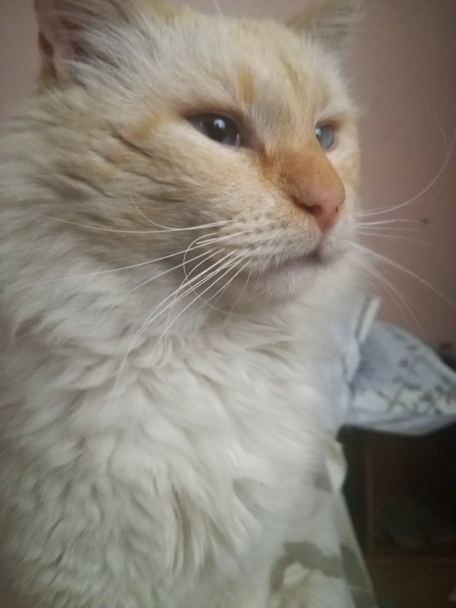 floofster1's tweet photo. How did you spend your day? I slept mine away https://t.co/1yRKecBGIy