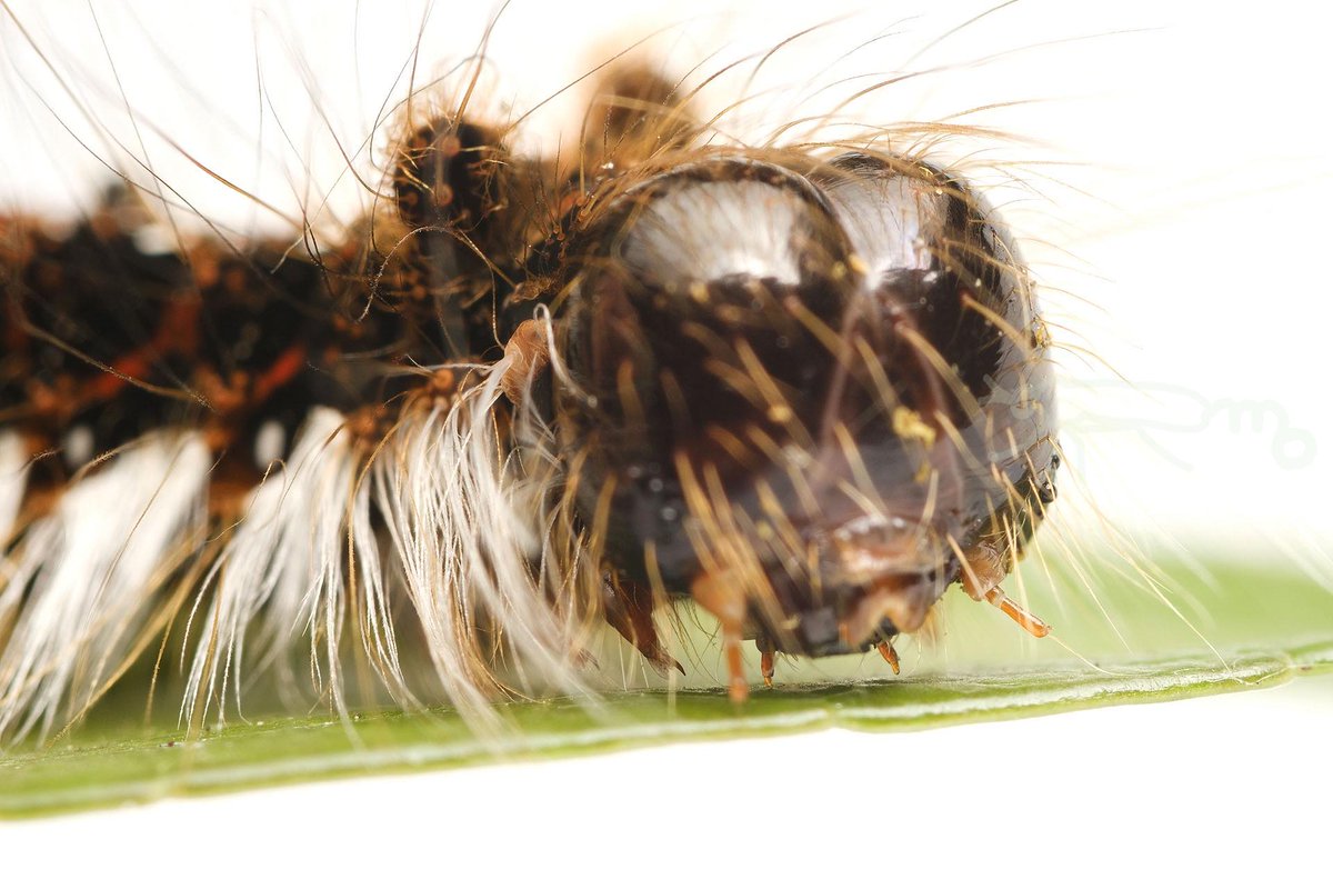 Mouuuusa アセビの葉を食べて大きくなった ニセ キバラケンモンの幼虫 黒地に朱と白の模様 下の白の毛がおしゃれ 髪の毛長くて顔がよく見えません