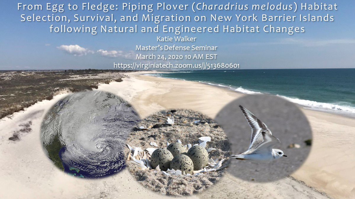 Join us virtually next Tuesday as Katie Walker @kwalkamole defends her thesis dealing with habitat selection and post-fledging survival of piping plovers on Long Island. virginiatech.zoom.us/j/513680601