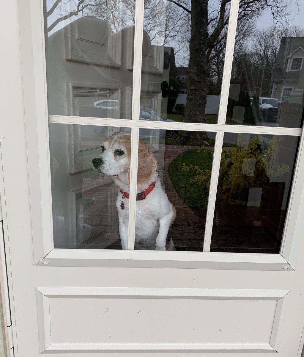 Social distancing can be difficult but has to be done to “flatten the curve!” I miss going to school but I know I will see my humans real soon. 🐾⁦<a href="/KerriPieper/">Kerri Pieper</a>⁩ ⁦<a href="/SusanLeggett11/">Susan Leggett</a>⁩ ⁦<a href="/ValleyStreamWLB/">William L. Buck School</a>⁩ #FlattenTheCurve #therapyanimals