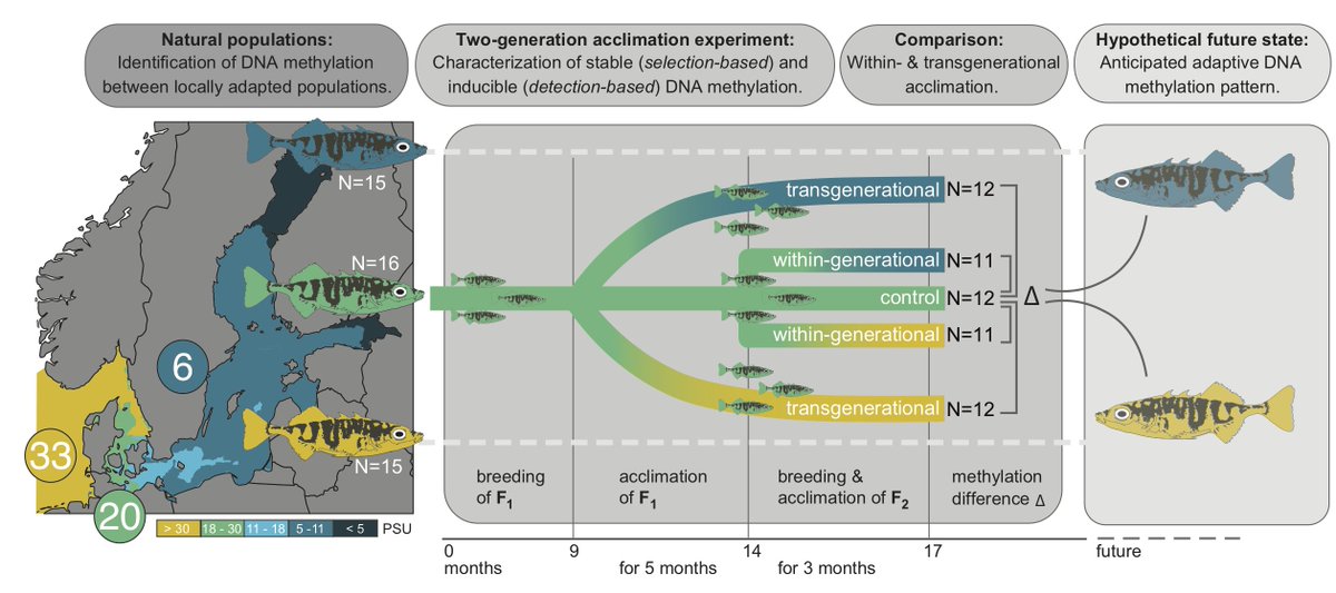 4/4 Great collaboration with @EizaguirreLab @HeckwolfM @MeyerBritta within the @BONUSBaltic BAMBI-project, conducted at @GEOMAR_en @QMUL