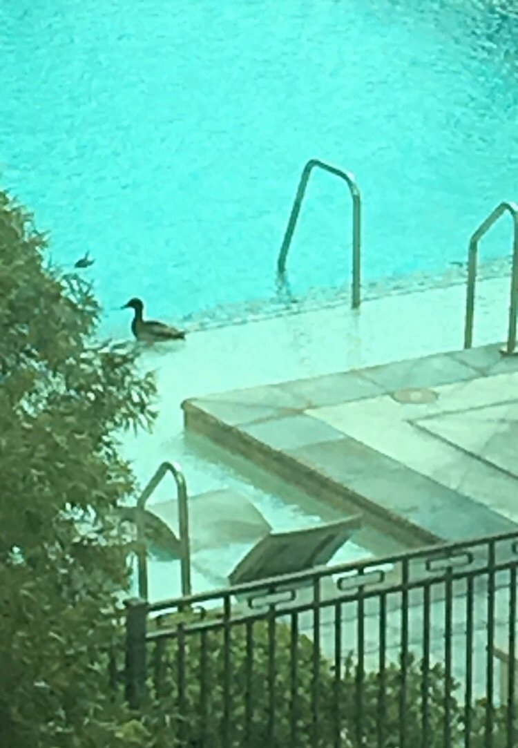 CondoHotelFan's tweet image. @NHPSouthernComm
#duckcrossing #onwaytopool #Tower2