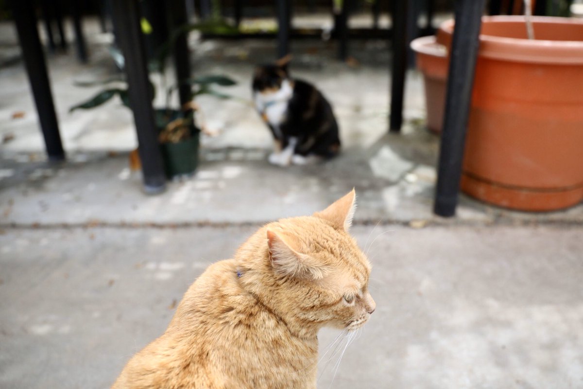 arodgers_photo's tweet photo. The king and queen of voluntary #SocialDistanacing are doing just fine @TexasTech Greenhouse & Horticultural Gardens and protecting the plants from all known predators. 😻 #CatsOfTwitter #FridayVibes #JupiterTheCat #JasmineTheCat https://t.co/SUXyIAmV8r