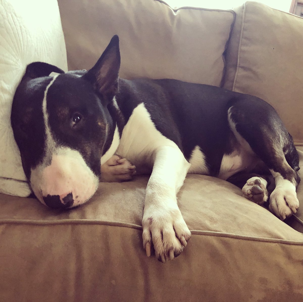 SoRoPhD's tweet photo. Even though it’s sad to longingly look outside, we’ve had some nice walks. Hope everyone is doin’ all right out there! Love from Zigs ❤️ #bullybuddy #ziggybear #trouble https://t.co/mCJQomOn3F