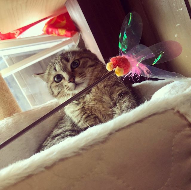 caracatcafe's tweet photo. うざっ！💢 って顔しないでーー😅💦 #ほこちゃん
#仲良くしてください
#シャーパン
#仔猫 #こねこ #kitten #kitty
#保護猫
#ねこのいる暮らし #ねこのいる生活
#cat #catsofinstagram #instacat #sweetcatshub 
#猫 #ねこ #ネコ #猫カフェ #caracatcafe  #箕面 #北摂
 #ccck140 https://t.co/Zd5MIDVmI1