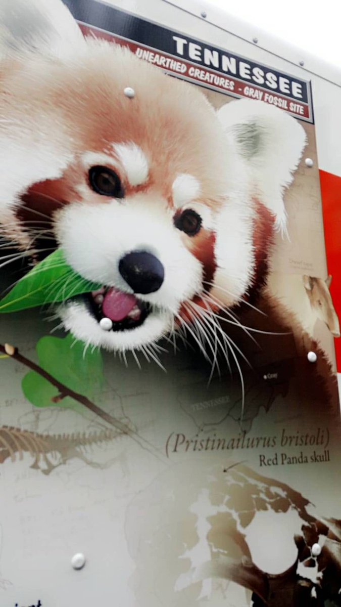 msmastafoxx's tweet photo. πΌπ± #RedPanda #Tennessee #GrayFossilSite πππππ½π #Friday #FiveDDay #MsMastaFoXX #CosmicFam #5DWave #5DBeing #5DEye #Mood https://t.co/Ig65rLpGsN