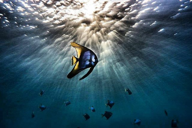 The beauty of the underwater world will never give up on us, it will always be there for us and to remind us how fragile and tiny humans are. We must always keep in mind that without protecting it we will be long gone from this planet. .
📷<a href="/francisco_/">francisco_</a>… ift.tt/2U8kUjZ