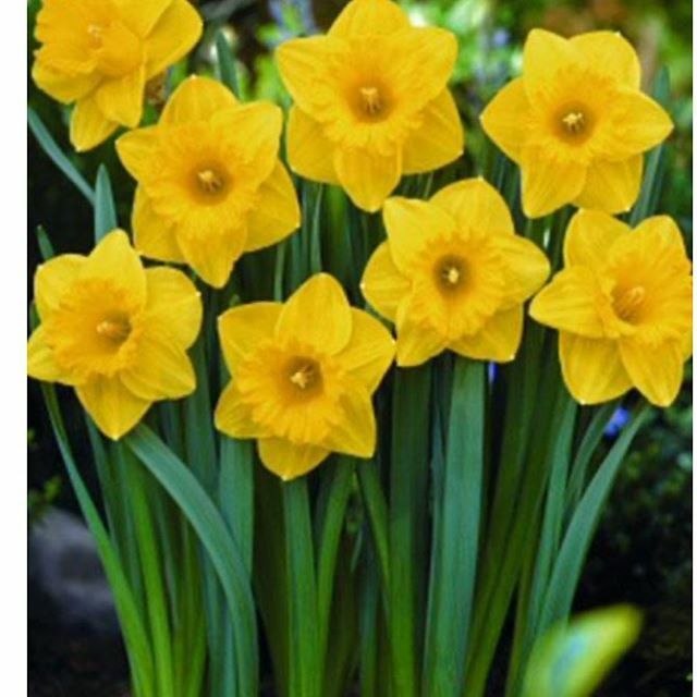 As crazy a time as this is in so many ways, one comforting thing is all the beautiful signs of spring popping up. Add to the beauty all our gorgeous spring produce- tomatoes, lemons, all the veg from arugula to zucchini! We also have a fair amount of bul… ift.tt/33yAdFq