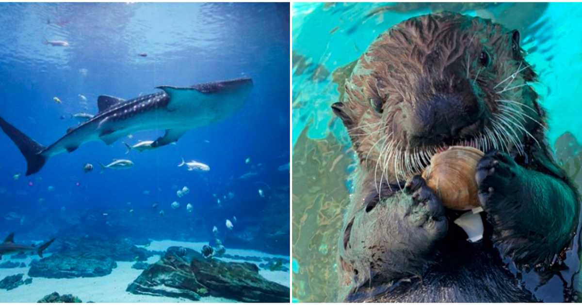 AtlantaMarriott's tweet photo. You might be stuck at home, but you don't have to miss out on one of Atlanta's most popular attractions. #GeorgiaAquarium has live cameras streaming their marine life, so enjoy from the comfort of your home. https://t.co/9nj3sCZ7ml
Photo: Georgia Aquarium #AtlantaMarriott https://t.co/vIx25KTBP8