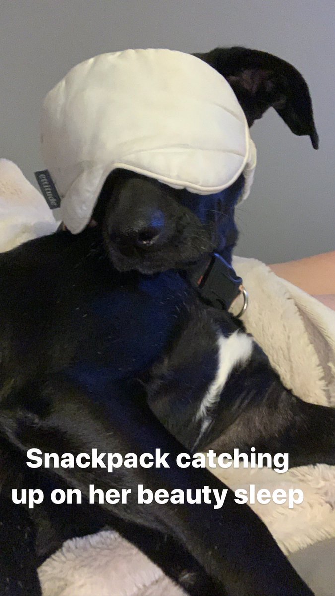 #covidquarantine #SocialDistancing #Covid_19 #dogsoftwitter
