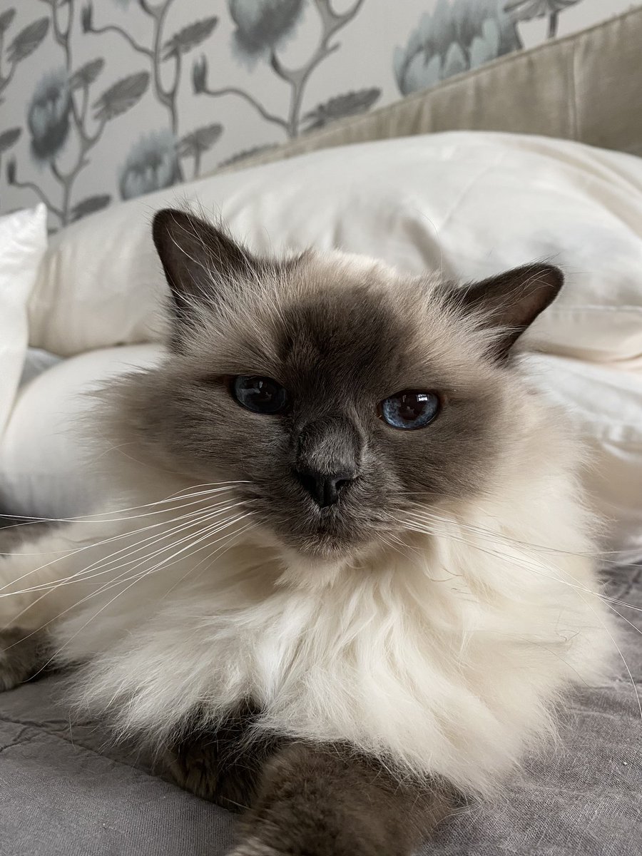 helllokittttty's tweet photo. please do ur thing @poorlycatdraw https://t.co/rQeLD35DJW