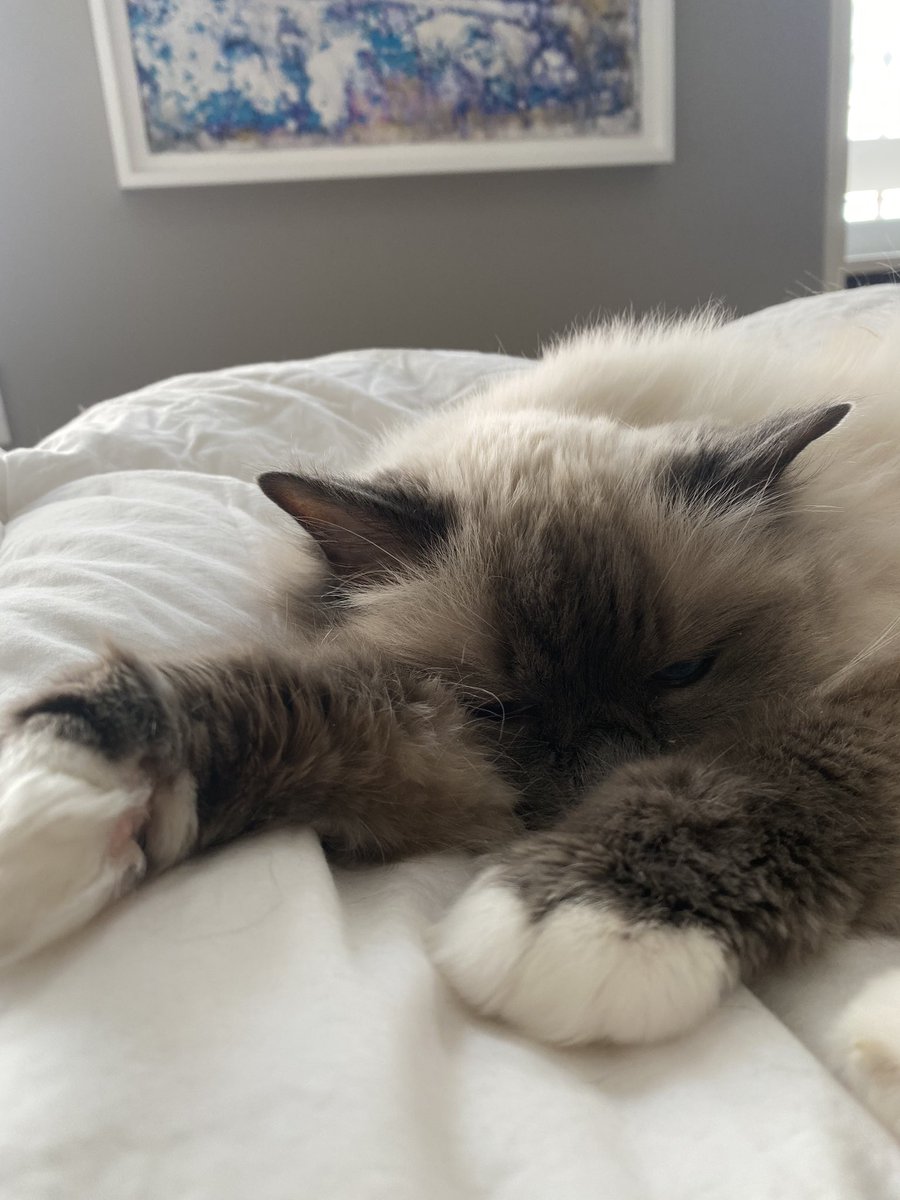 helllokittttty's tweet photo. please do ur thing @poorlycatdraw https://t.co/rQeLD35DJW