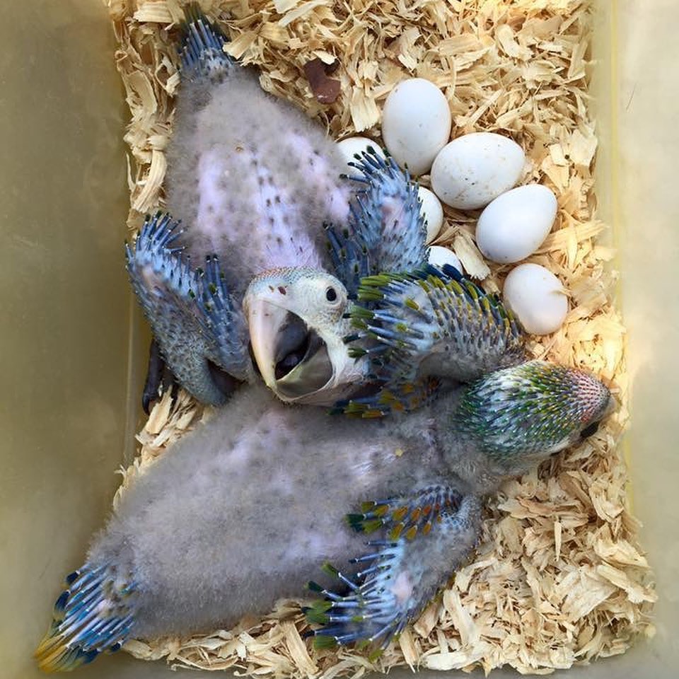 exotic birds with eggs for sale (@oliviah32162186) on Twitter photo 