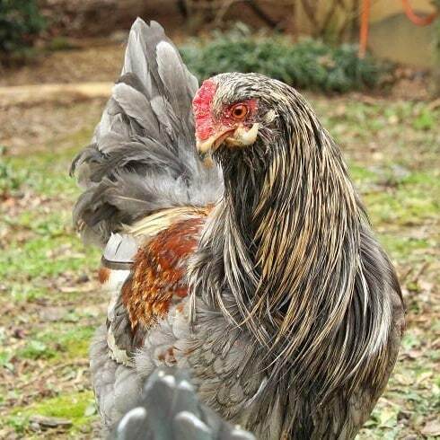 PamsBackyard's tweet photo. Photo taken by my daughter during some much-needed time outside today. Photography counts as art class, right!?! Anyway, it was beautiful out and Eliza our scissor-beak definitely took advantage. #pamsbackyardchickens #backyardchickens #backyardflock #ra… https://t.co/uv2lSSibY3 https://t.co/3uQHzHcucD