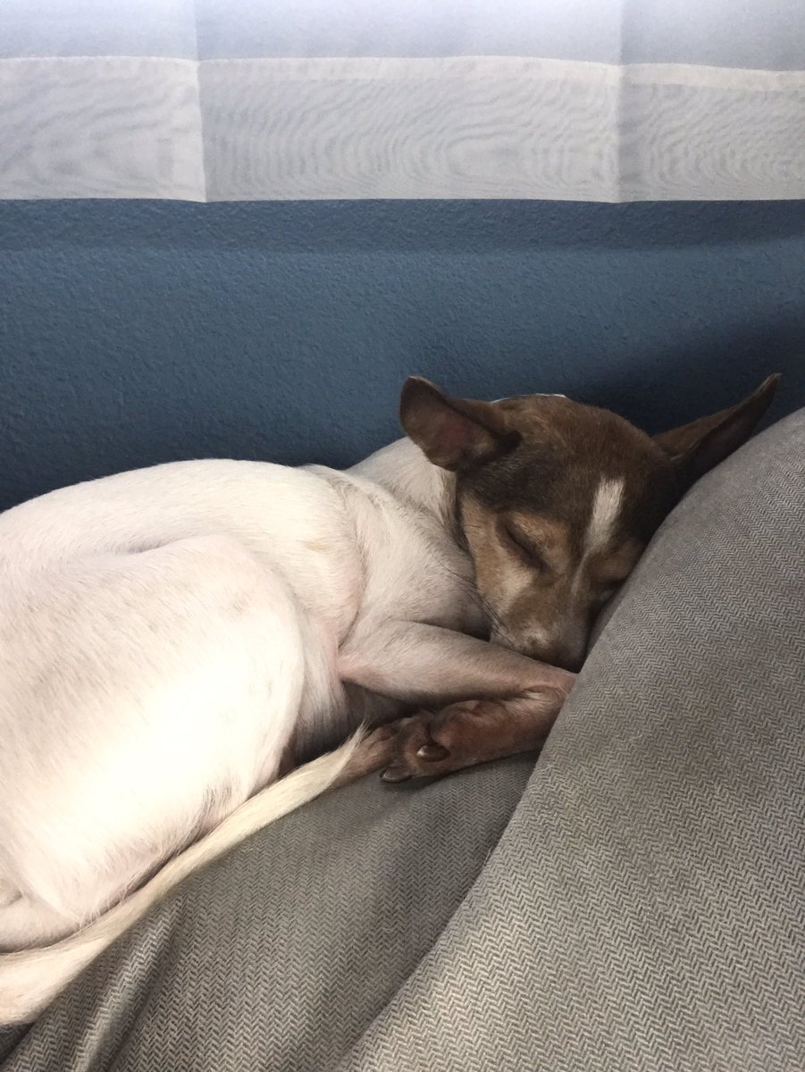 Everything is crazy right now. Here’s a sleepy puppy to cheer you up a bit.