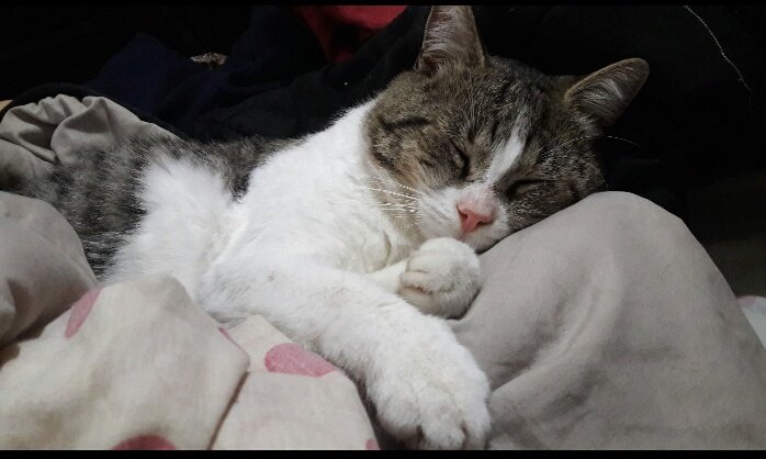camilasso's tweet photo. @giseganado @CuadraditoRojo Este gordo piensa que la cama es suya y que puede dormir bien en el medio, yo me tengo que acomodar al rededor de el https://t.co/YuVpnUGkue