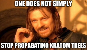 kratomtweets's tweet photo. Kratom Cultivation Meme https://t.co/q1WLnVfh21