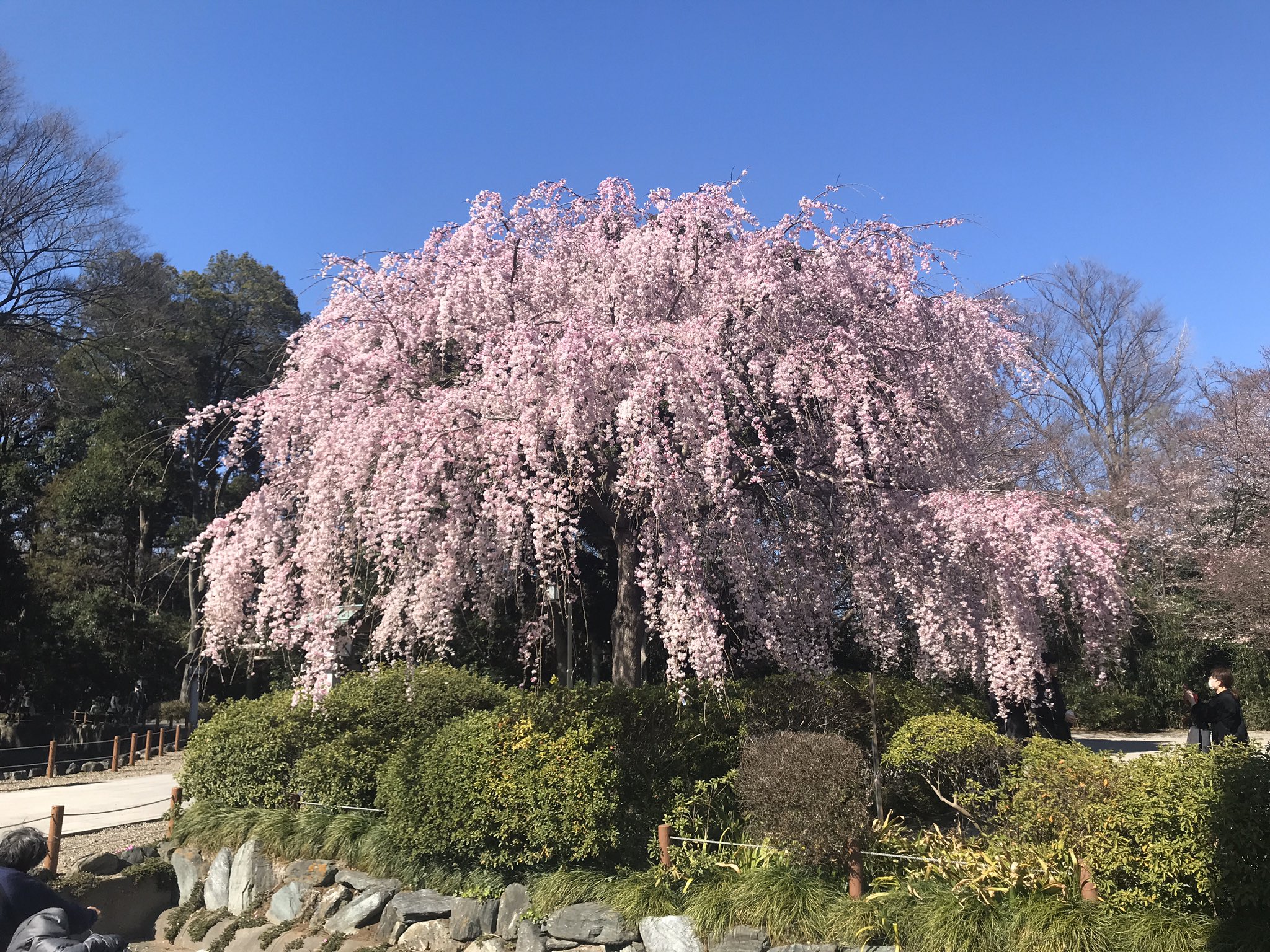 おっさん Sur Twitter 昨日は出張先から一時帰宅して近所の櫻木神社にお参りして来た 駐車場の枝垂れ桜が満開でとても綺麗だった 神社 櫻木神社 花 桜 枝垂れ桜 千葉県 野田市 T Co Xawvp7xeac Twitter