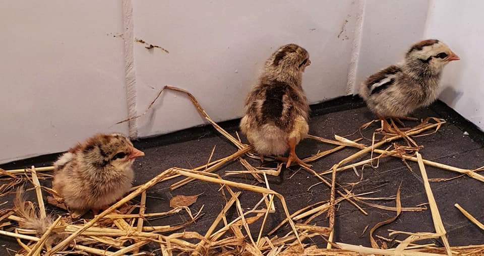 karorichook's tweet photo. Neighbour chicken Judith vanished for 3 weeks and came home with 3 chicks yesterday. I want fluffy babies too! https://t.co/Y5Fd72SwNz
