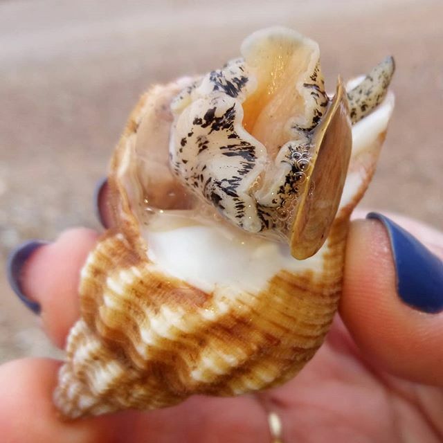 Whelkome to Sidmouth beach
#justwalkingthedog #freshair #lifesabeach #fortheloveofalfie #mylittlegirl ift.tt/3acTY88