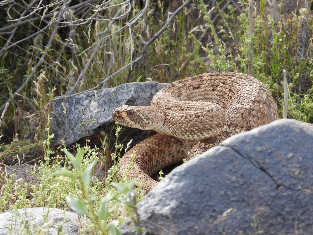 gpar2000's tweet photo. Saw this insanely rare sight today in my hike. A #rattlesnake with blood dripping down after he had just eaten. Not for the faint hearted this one. https://t.co/wWCr7jG3hV << this video. #wildlife #snake #desertlife https://t.co/j7jVCyAbkV