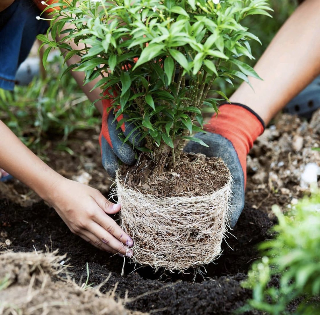 plantpurenation tweet media