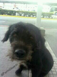 PerroUsuario's tweet photo. Esta hermosura con una linda carita está dispuesta a llenar tu hogar de alegría, juegos y mucho amor. ADOPTA y abre la puerta de tu corazón a uno de los tantos pequeños que buscan hogar   https://t.co/OEizXux6sN