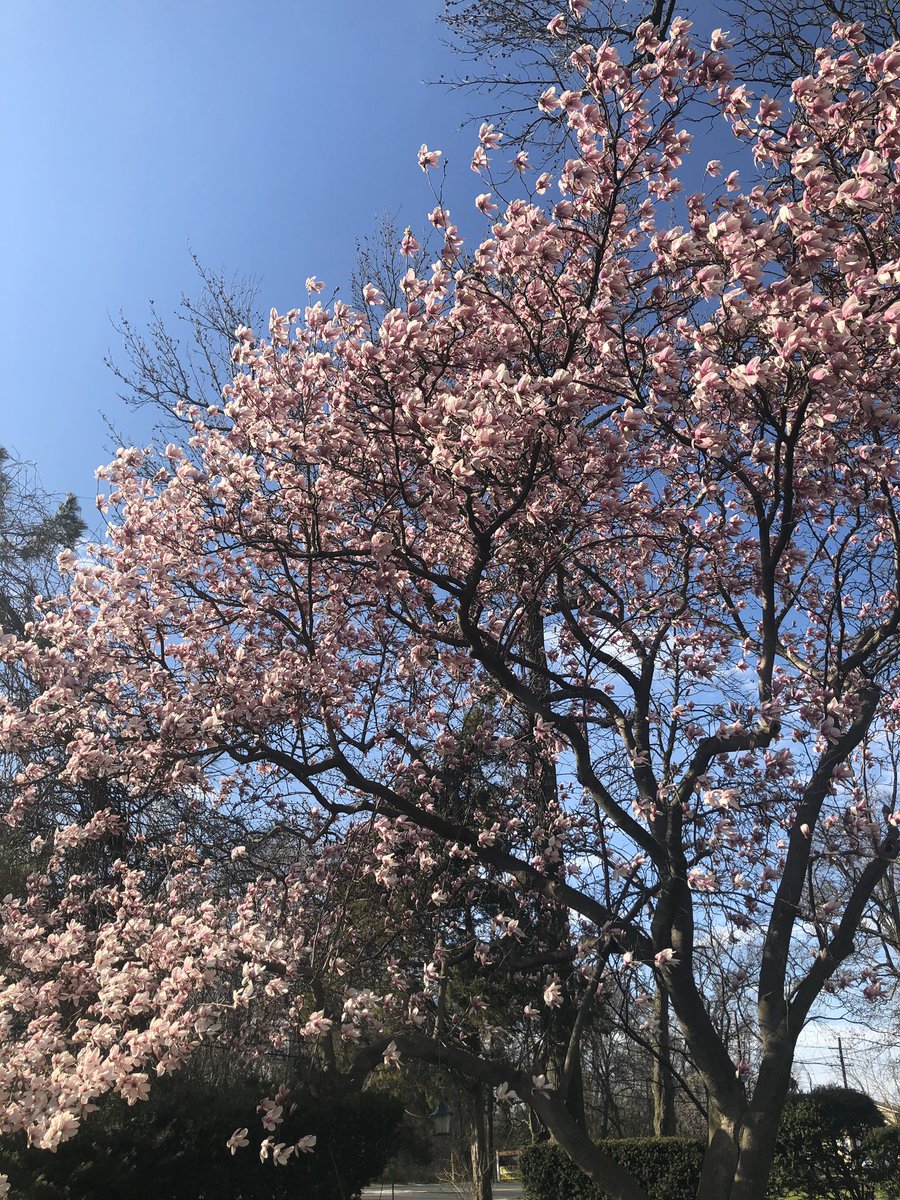 CaseyParker91's tweet photo. Day 4 of quarantine I spoke to my neighbor for the first time in a decade, rode a bike to the park and even climbed a tree and sat in it, seriously, this tree 👇 https://t.co/7DXZb7J97r