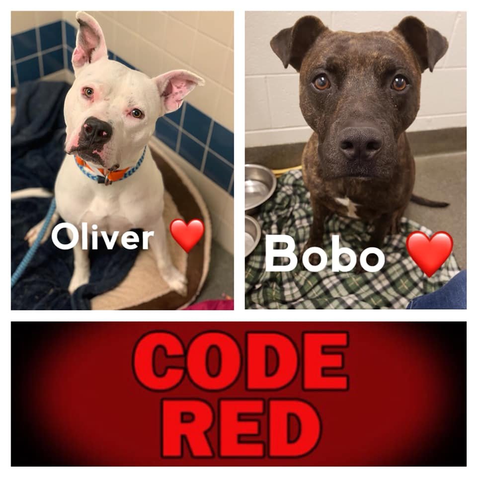 EMluvsPibbles's tweet image. ⚠️🆘EMERGENCY POST🆘⚠️
#OLIVER &amp;amp; #BOBO need out of FCDS B4 5:00 pm Sat. 3/21 or they will be #euthanized

👉OLIVER has severe kennel reactivity😱
👉 BOBO is heart worm +🥺

#PLEDGE🙏

🙏Both pups are available to adopt through the shelter🙏 

facebook.com/guardiansforth…
Columbus, OH