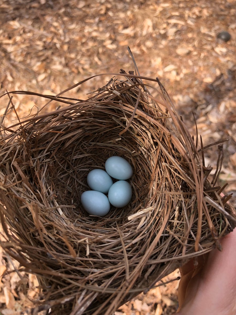 Brinchekscience's tweet photo. Very fortunate I can continue #CitSci near my home, you can too! No nest?Try @NASAGO globe observer and take pics of clouds! #citizenscience @NestWatch #backyardnature #SocialDistancing #getkidsinvolved #science https://t.co/FsvPtnf1an
