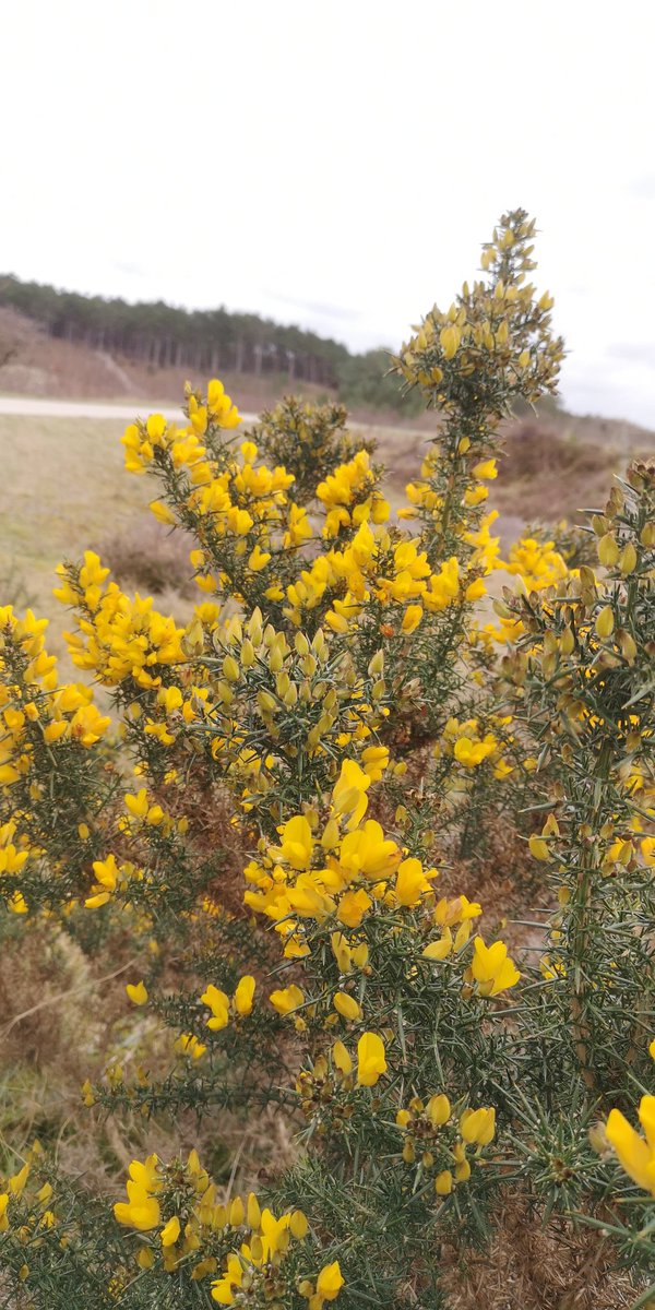 Nu in bloei de prachtige Gaspeldoorn in de Schoorlse duinen