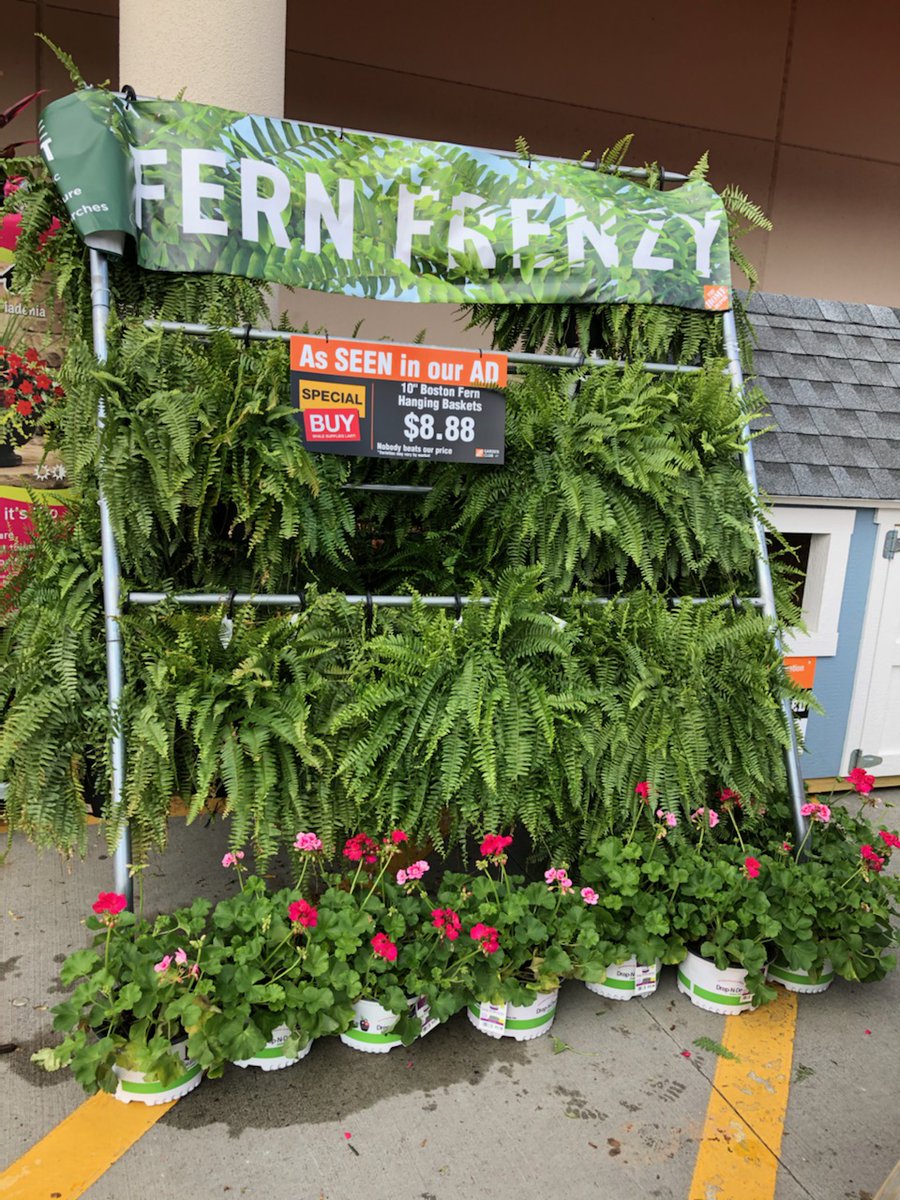 MoveandLose's tweet photo. Costa Farms presents "Fern Frenzy" at a Home Depot near you! https://t.co/PzD1PGAtst