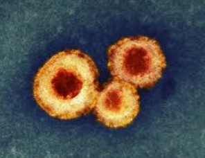 фаллопиевы трубы у женщин. парамиксовирус. вирусы болезни вызываемые вирусами. риновирусы микробиология. возбудители вирусных заболеваний.