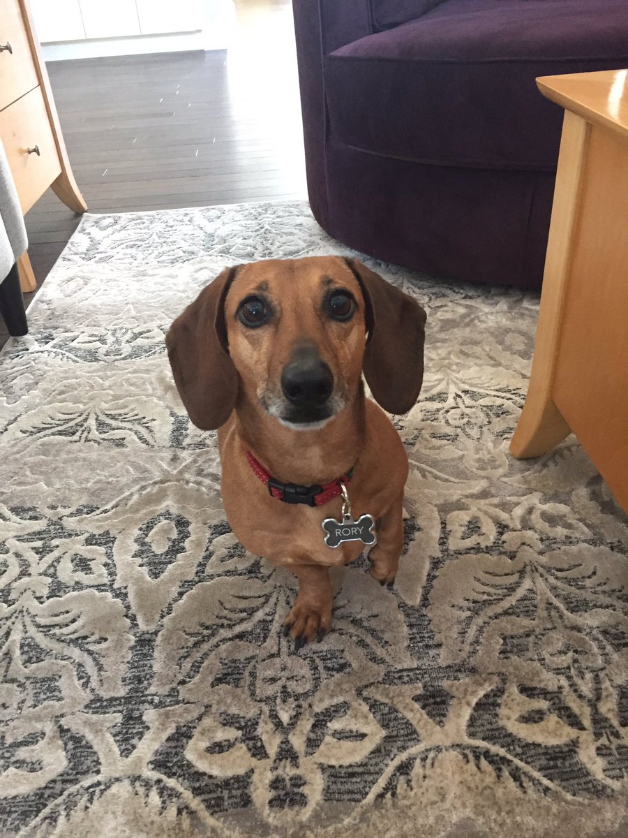 sandrakorte2's tweet photo. @midwestmomts This is Rory. 💞 https://t.co/JzuwXBrrDT