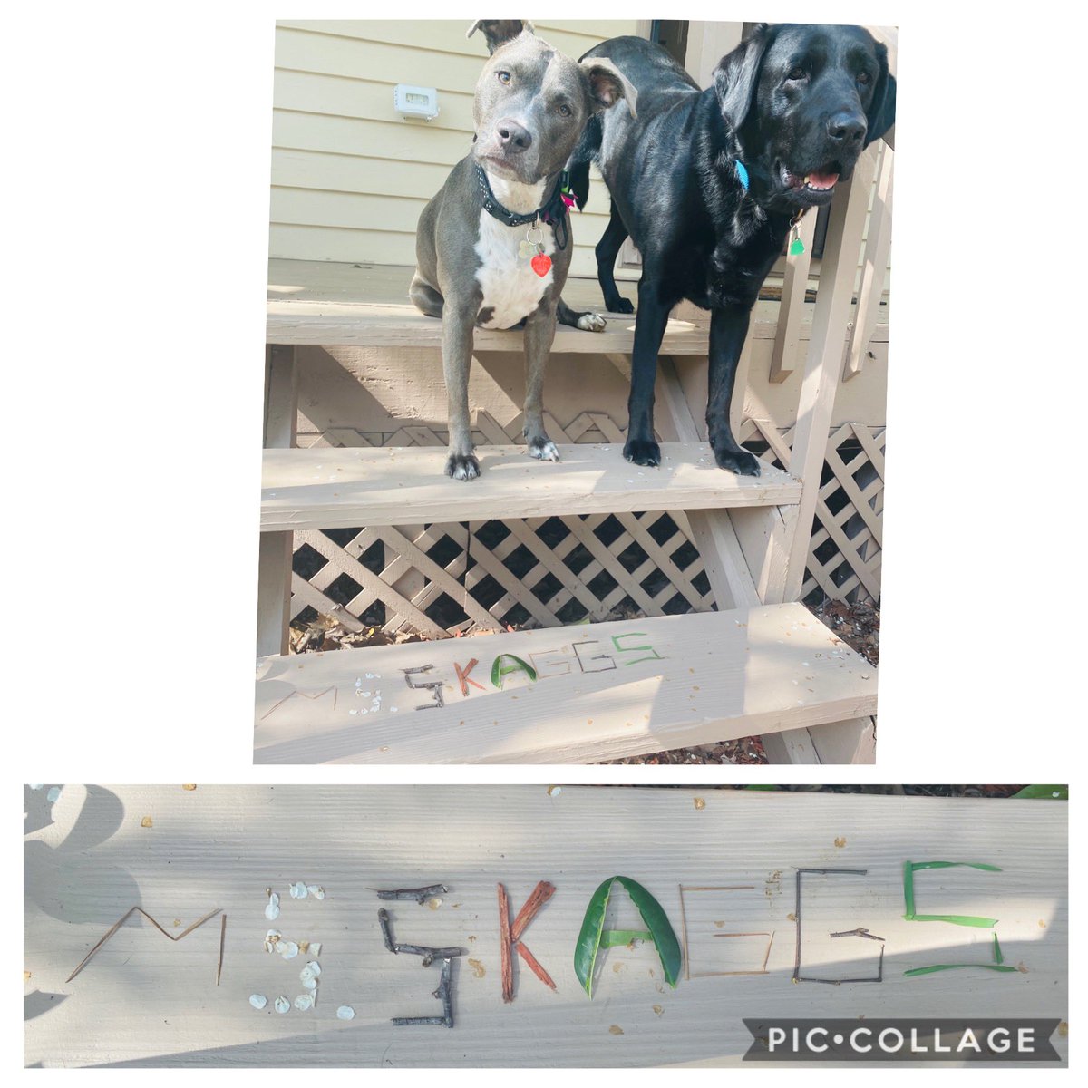 SunnyAtSanders's tweet photo. Today as part of digital learning day 5 we had a FUN Friday assignment. I built my name out things outside &amp; challenged my kiddos to post their creations to their @ClassDojo student account! https://t.co/h4eBmrAqBf