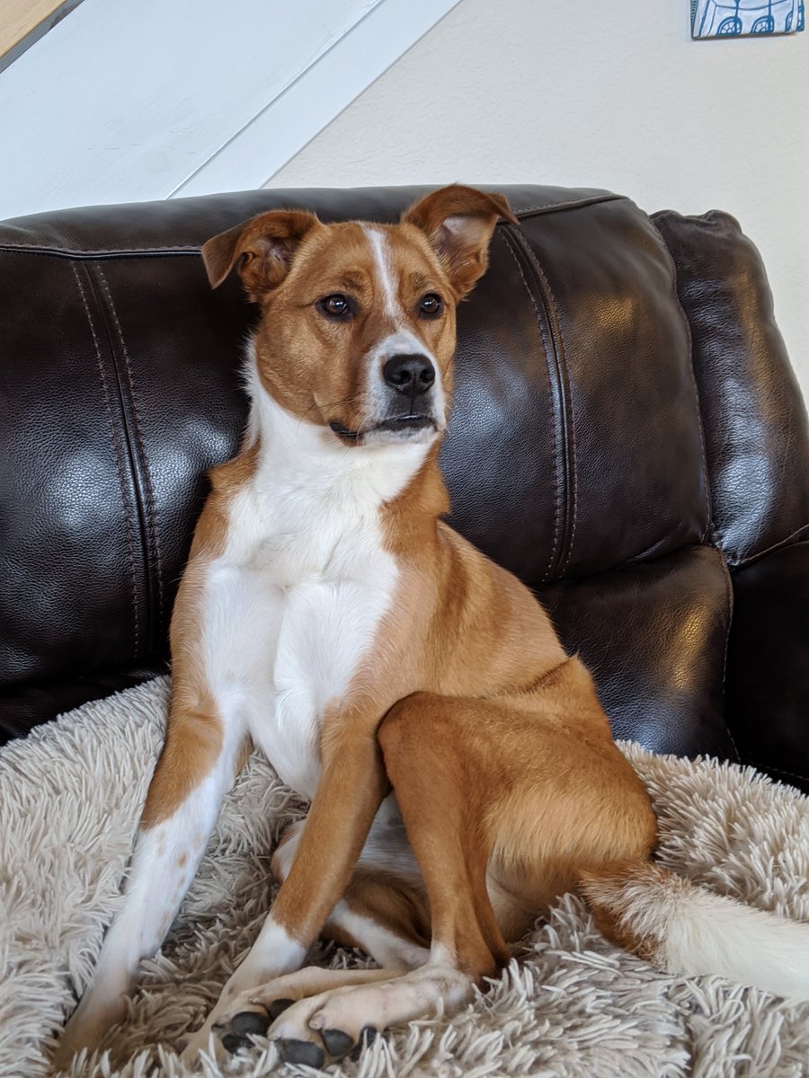 MisterRein's tweet photo. @Jess__La @Chidoro43 @dog_rates OMG...  I thought someone broke into my house and took a picture of Ruby https://t.co/j9evRQ5VOt