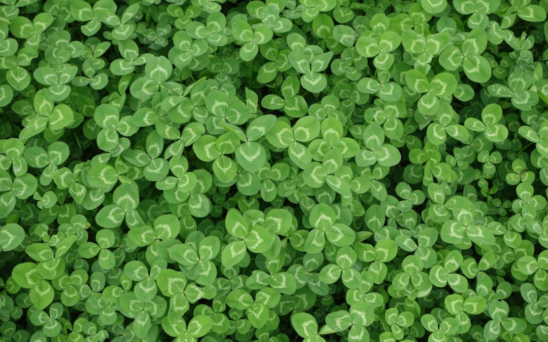 teacher_tree's tweet photo. Luckier than a four-leaf clover!

https://t.co/LcWMknsyuH https://t.co/prt7prw5RG